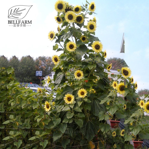 Lemon Queen Sunflower Helianthus annuus 20 Seeds