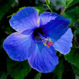 BELLFARM 20PCS Hibiscus Rosa-sinensis Perennial Flower Seeds Bonsai Big Blooms Red Green Blue Purple Colorful Garden Home Flower