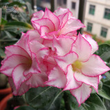 BELLFARM Adenium Black Yellow Red White Bi-color Desert Rose Perennial Bonsai Flowers Seeds 60pcs Heirloom Garden Flowers
