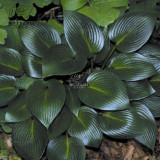 BELLFARM 110PCS/Pack Hosta Plants Seeds 21 Colors Available Ornamental Big Bonsai Plantain Lily Garden Herbs Flowers