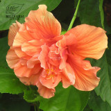 BELLFARM 20PCS Hibiscus Rosa-sinensis Perennial Flower Seeds Bonsai Big Blooms Red Green Blue Purple Colorful Garden Home Flower