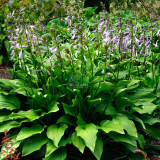 BELLFARM 110PCS/Pack Hosta Plants Seeds 21 Colors Available Ornamental Big Bonsai Plantain Lily Garden Herbs Flowers