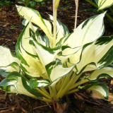 BELLFARM 110PCS/Pack Hosta Plants Seeds 21 Colors Available Ornamental Big Bonsai Plantain Lily Garden Herbs Flowers