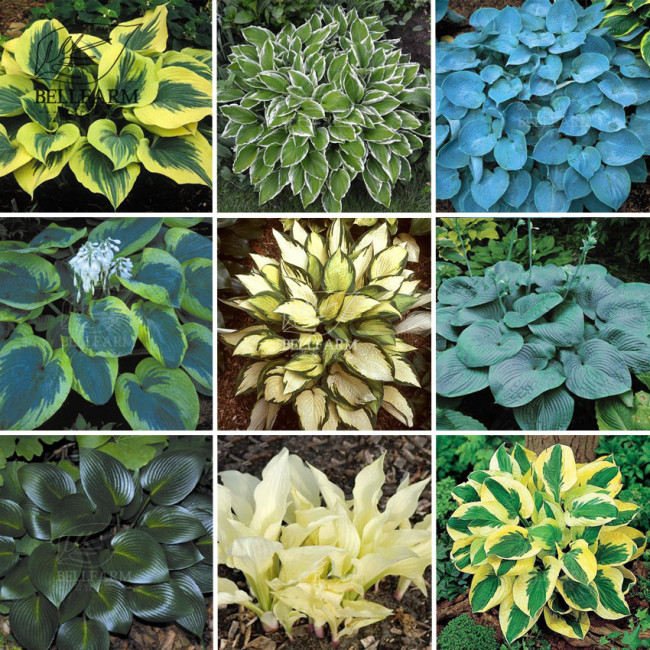 BELLFARM 110PCS/Pack Hosta Plants Seeds 21 Colors Available Ornamental Big Bonsai Plantain Lily Garden Herbs Flowers