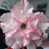 BELLFARM Adenium Black Yellow Red White Bi-color Desert Rose Perennial Bonsai Flowers Seeds 60pcs Heirloom Garden Flowers