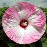 BELLFARM 20PCS Hibiscus Rosa-sinensis Perennial Flower Seeds Bonsai Big Blooms Red Green Blue Purple Colorful Garden Home Flower