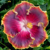 BELLFARM 20PCS Hibiscus Rosa-sinensis Perennial Flower Seeds Bonsai Big Blooms Red Green Blue Purple Colorful Garden Home Flower