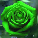 BELLFARM Mixed Rose 4 Types of Blue Black Purple Blue Rose Flowers 50 Seeds