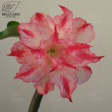 BELLFARM Adenium Black Yellow Red White Bi-color Desert Rose Perennial Bonsai Flowers Seeds 60pcs Heirloom Garden Flowers