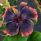 BELLFARM 20PCS Hibiscus Rosa-sinensis Perennial Flower Seeds Bonsai Big Blooms Red Green Blue Purple Colorful Garden Home Flower