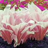 BELLFARM 110PCS/Pack Hosta Plants Seeds 21 Colors Available Ornamental Big Bonsai Plantain Lily Garden Herbs Flowers