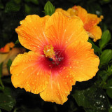 BELLFARM 20PCS Hibiscus Rosa-sinensis Perennial Flower Seeds Bonsai Big Blooms Red Green Blue Purple Colorful Garden Home Flower