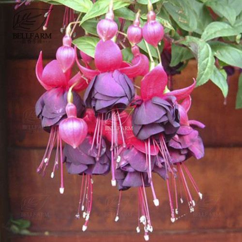 BELLFARM 100PCS Hanging Bonsai Fuchsia Perennial Flowers Seeds Heirloom Red Pink White Blue Colorful Garden Home Flowers