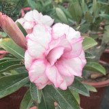 BELLFARM Adenium Black Yellow Red White Bi-color Desert Rose Perennial Bonsai Flowers Seeds 60pcs Heirloom Garden Flowers