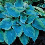 BELLFARM 110PCS/Pack Hosta Plants Seeds 21 Colors Available Ornamental Big Bonsai Plantain Lily Garden Herbs Flowers