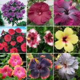 BELLFARM 20PCS Hibiscus Rosa-sinensis Perennial Flower Seeds Bonsai Big Blooms Red Green Blue Purple Colorful Garden Home Flower