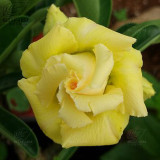 BELLFARM Adenium Black Yellow Red White Bi-color Desert Rose Perennial Bonsai Flowers Seeds 60pcs Heirloom Garden Flowers