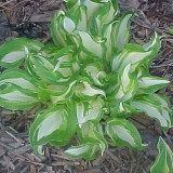 BELLFARM 110PCS/Pack Hosta Plants Seeds 21 Colors Available Ornamental Big Bonsai Plantain Lily Garden Herbs Flowers