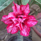 BELLFARM Adenium Black Yellow Red White Bi-color Desert Rose Perennial Bonsai Flowers Seeds 60pcs Heirloom Garden Flowers