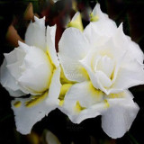 BELLFARM 20PCS Adenium Seeds Black Yellow White Series