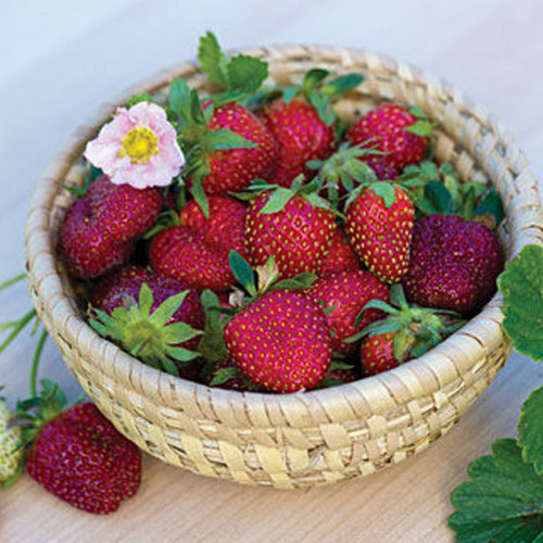 BELLFARM 9 Packs Strawberry Seeds Organic & Hybrid Edible Roman F1 Yellow Blue Green Black Milan Pikstan F1 White Fragaria