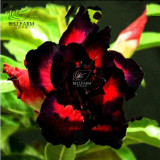 BELLFARM 20PCS Adenium Seeds Black Yellow White Series