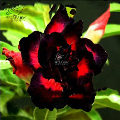 BELLFARM 20PCS Adenium Seeds Black Yellow White Series