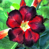 BELLFARM 20PCS Adenium Seeds Black Yellow White Series