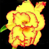 BELLFARM 20PCS Adenium Seeds Black Yellow White Series