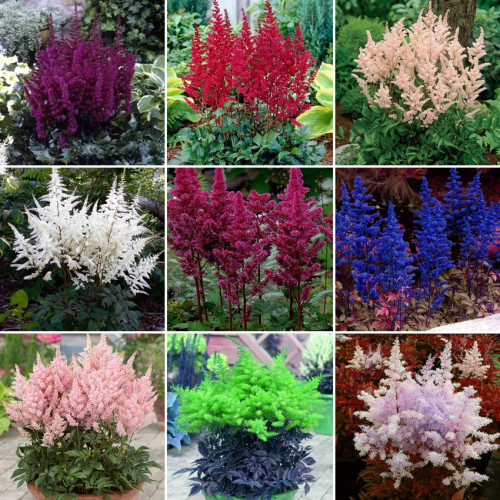 BELLFARM Mixed 9 Colors Astilbe Chinensis Seeds 100PCS Bonsai Purple Red White Blue Pink Green Colorful Perennial Garden Flowers