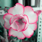 BELLFARM Adenium White Petals Rose Red Edge Flowers Bonsai Desert Rose Seeds 2PCS Heirloom Home Garden Aroma