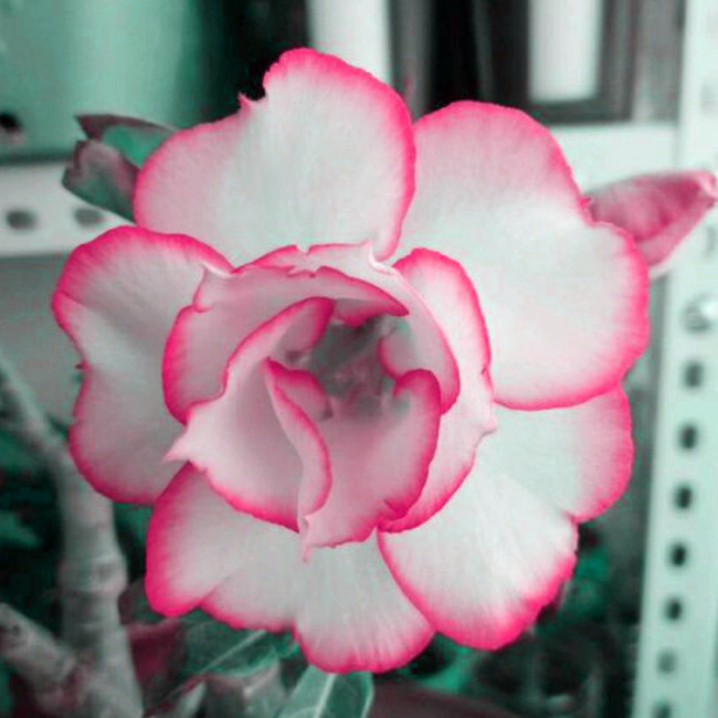 BELLFARM Adenium White Petals Rose Red Edge Flowers Bonsai Desert Rose Seeds 2PCS Heirloom Home Garden Aroma