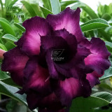 BELLFARM 20PCS Adenium Seeds Black Yellow White Series