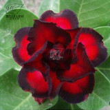 BELLFARM 20PCS Adenium Seeds Black Yellow White Series