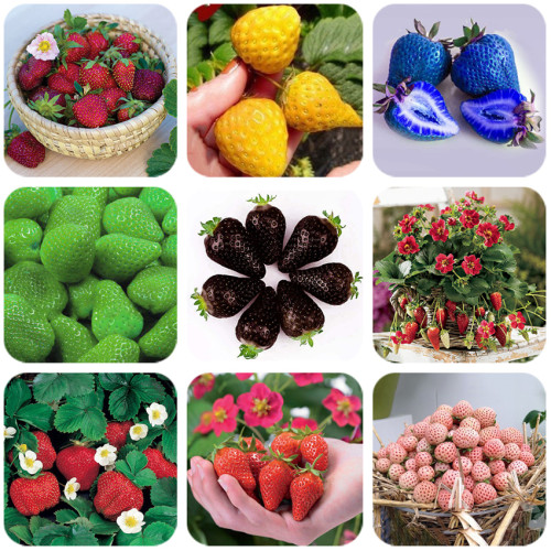BELLFARM 9 Packs Strawberry Seeds Organic & Hybrid Edible Roman F1 Yellow Blue Green Black Milan Pikstan F1 White Fragaria