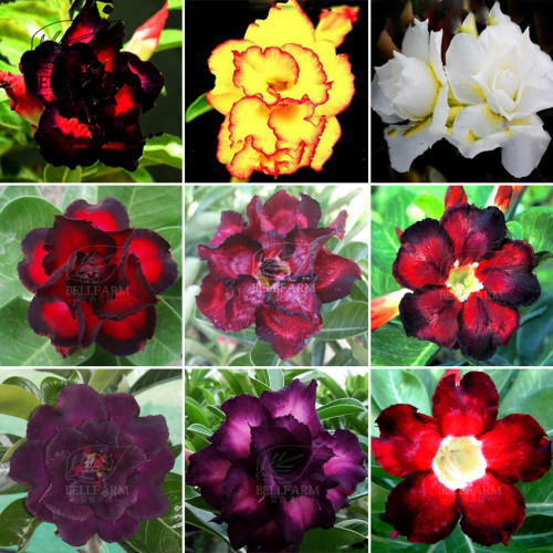 BELLFARM 20PCS Adenium Seeds Black Yellow White Series