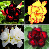 BELLFARM 20PCS Adenium Seeds Black Yellow White Series