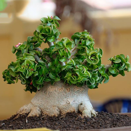 BELLFARM Dorset Horn Adenium Seeds, 2pcs Dwarf Desert Rose Tree Bonsai Interesting Unique for Home Garden