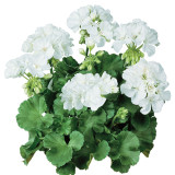 10PCS White Zonal Pelargonium Seeds White Terry Semidouble Geranium Seeds