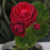 PAC Red Viva Rosita Zonal Geranium Flower Seeds 10PCS