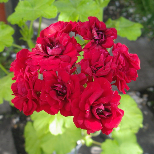 10PCS Diemierii Schafferi Zonal Geranium Red Pelargonium Flower Seeds