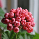 10PCS Red Pandora Zonal Geranium Seeds Tulip-shaped Pelargonium Flowers