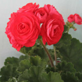 PAC Red Viva Rosita Zonal Geranium Flower Seeds 10PCS