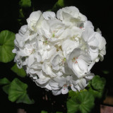 10PCS White Zonal Pelargonium Seeds White Terry Semidouble Geranium Seeds