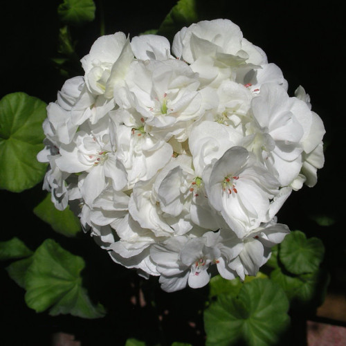 10PCS White Zonal Pelargonium Seeds White Terry Semidouble Geranium Seeds