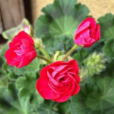 PAC Red Viva Rosita Zonal Geranium Flower Seeds 10PCS