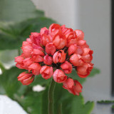 10PCS Red Pandora Zonal Geranium Seeds Tulip-shaped Pelargonium Flowers