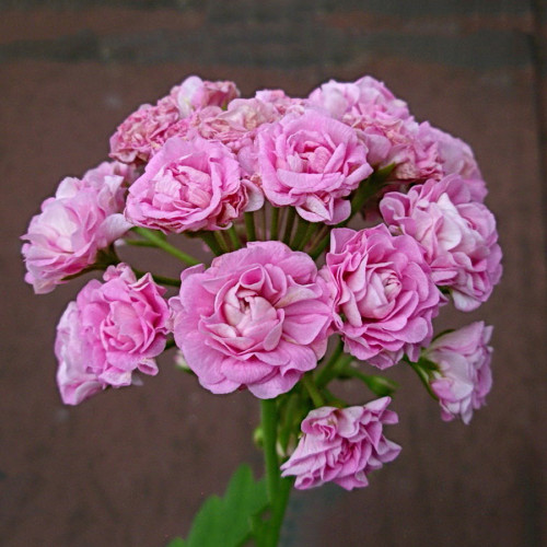 10PCS Swanland Pink Australien Pink Rosebud Zonal Geranium Flower Seeds