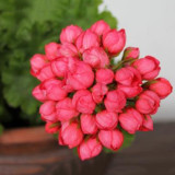 10PCS Red Pandora Zonal Geranium Seeds Tulip-shaped Pelargonium Flowers