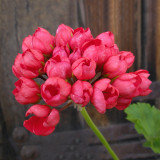 10PCS Red Pandora Zonal Geranium Seeds Tulip-shaped Pelargonium Flowers